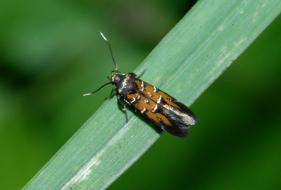 Conferma microlepidotteri